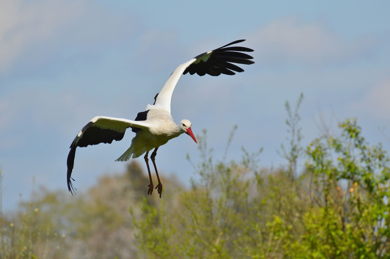 Nikon D3200 sample photo. Stork, flying, elegant photography