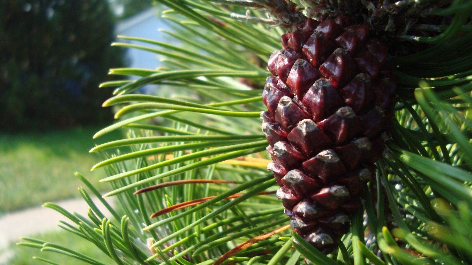 Sony Cyber-shot DSC-W120 sample photo. Pine cone, tree, seed photography