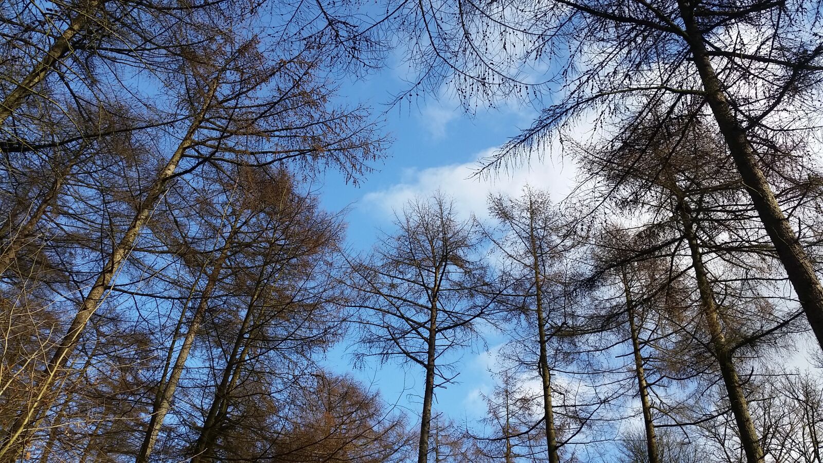 Samsung Galaxy S5 sample photo. Trees, sky, nature photography