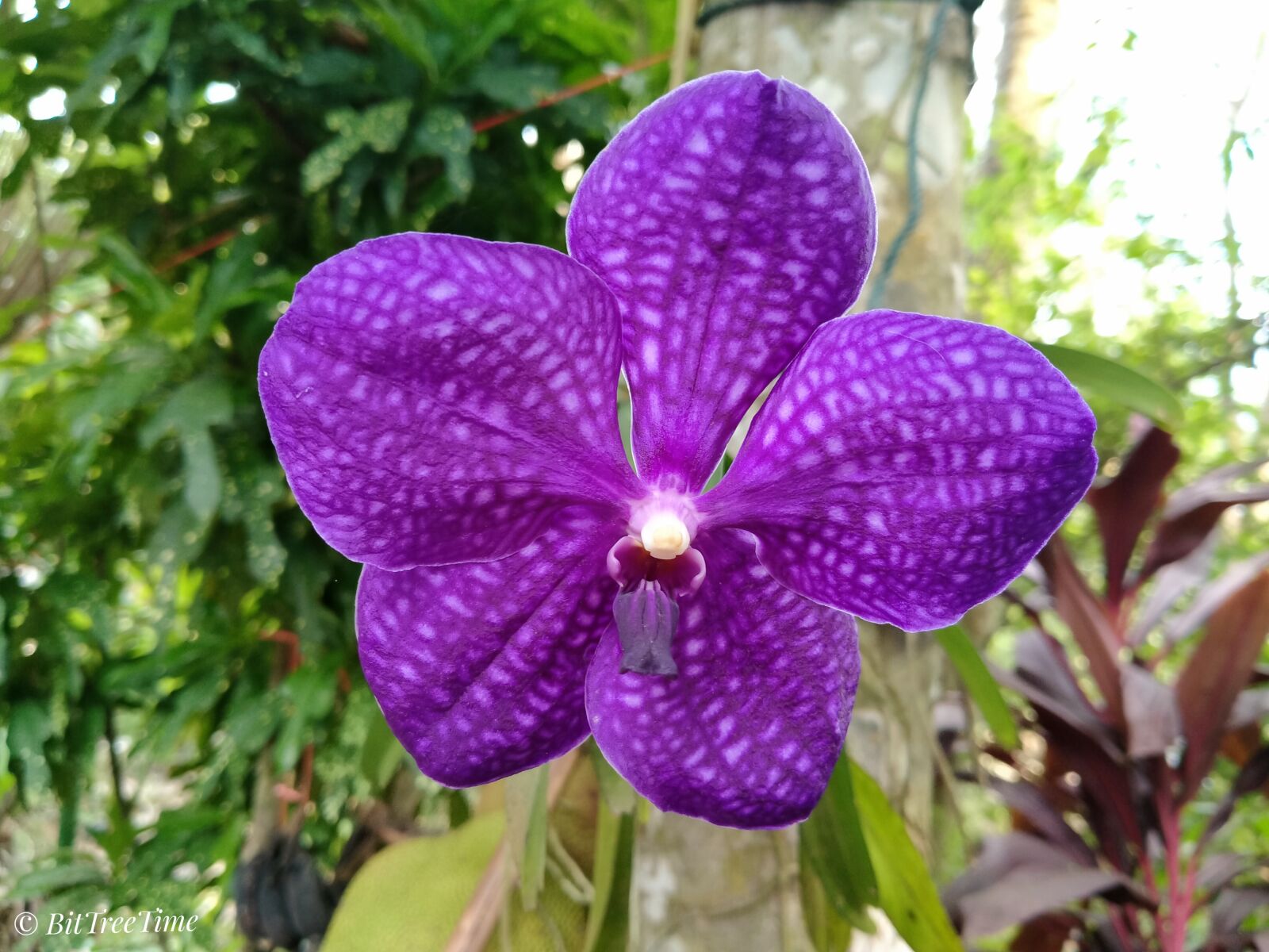 OPPO A5 2020 sample photo. Flowers, nature, orchids photography