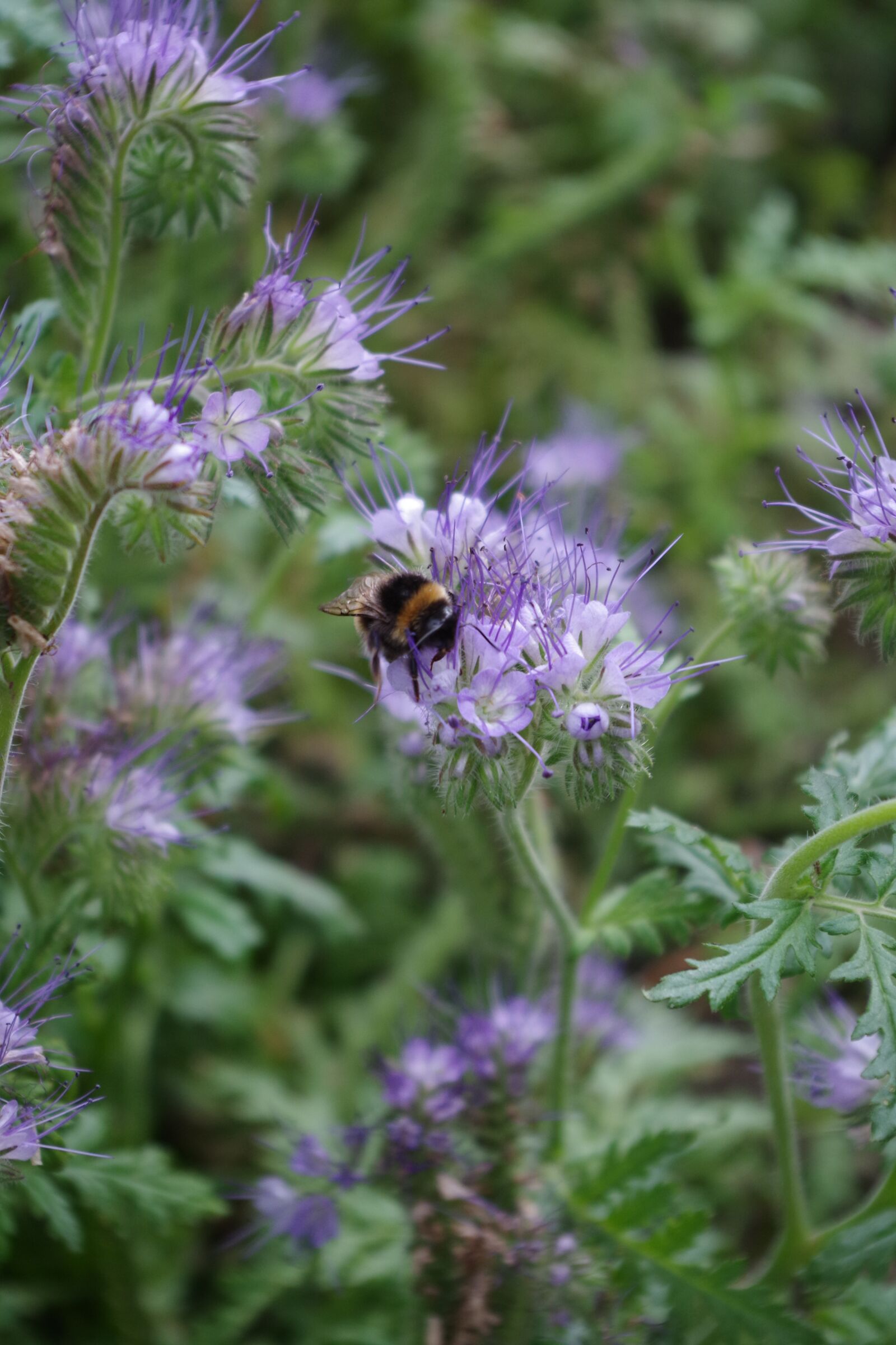 Pentax K-S2 sample photo. Bees, bee, green manure photography