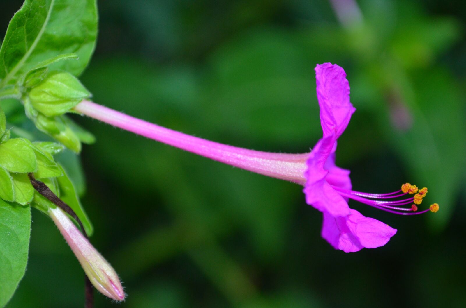 Nikon D5100 sample photo. Flower, stamens, pistil photography