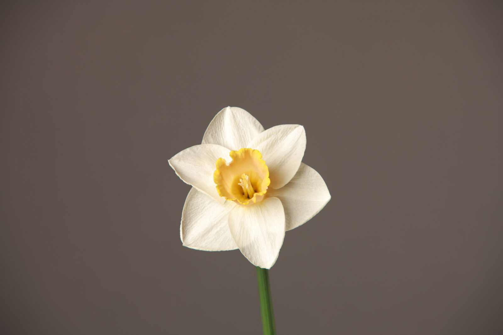 Canon EOS-1Ds Mark III sample photo. Flower, white, white flower photography