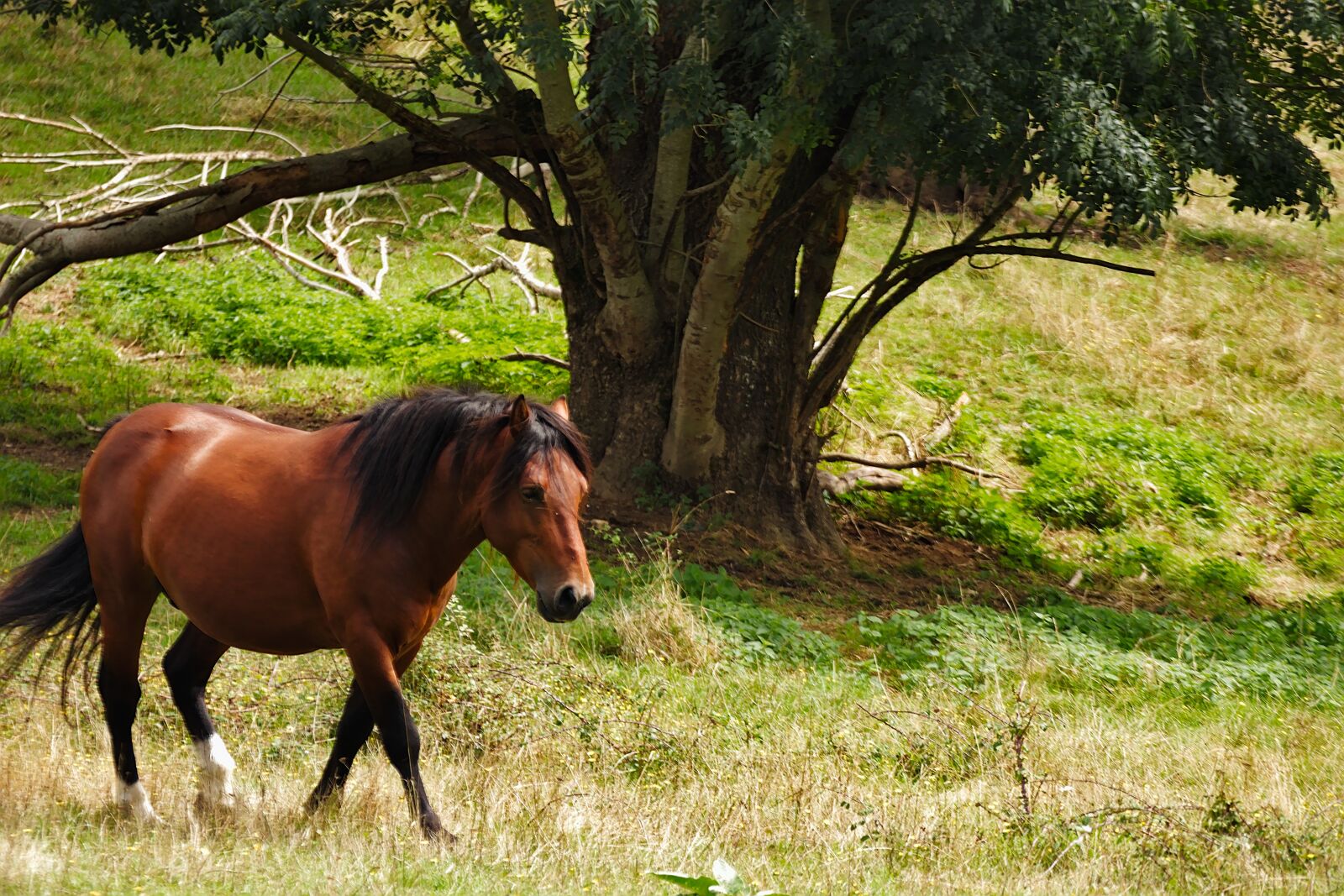 Canon EOS 80D sample photo. Horse, pre, nature photography