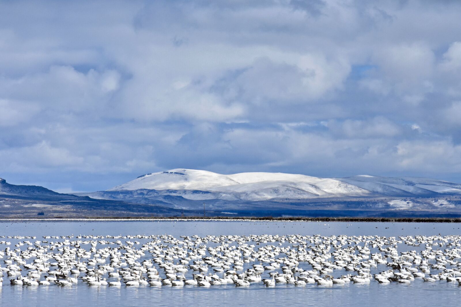 Nikon D7200 sample photo. Goose, snow goose, winter photography