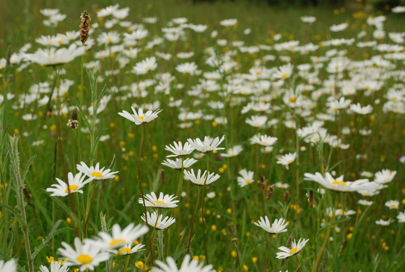 Nikon D80 sample photo. Daisy, margaritas, flowers photography
