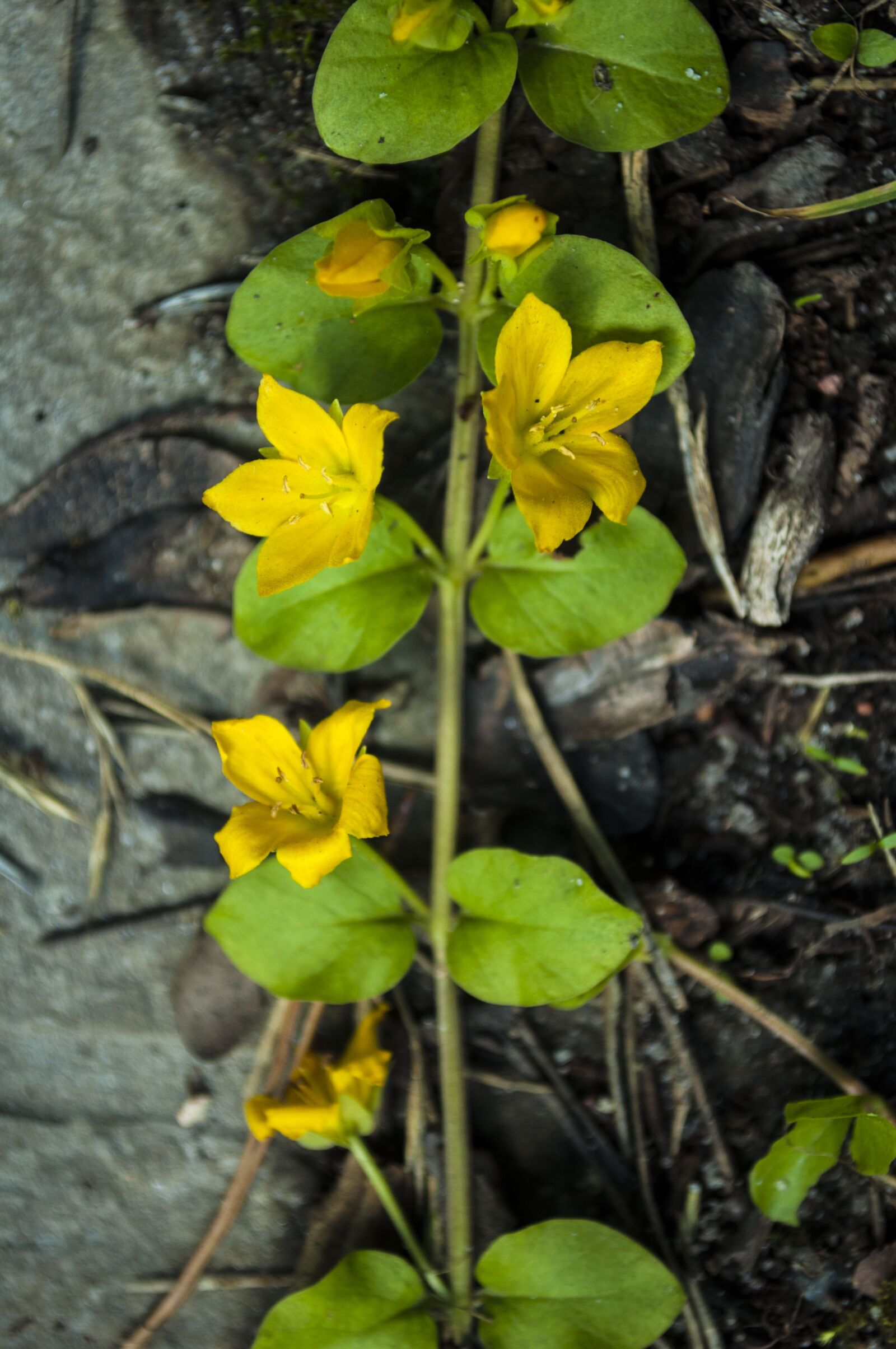 Nikon D5000 sample photo. Flower, nature, yellow photography