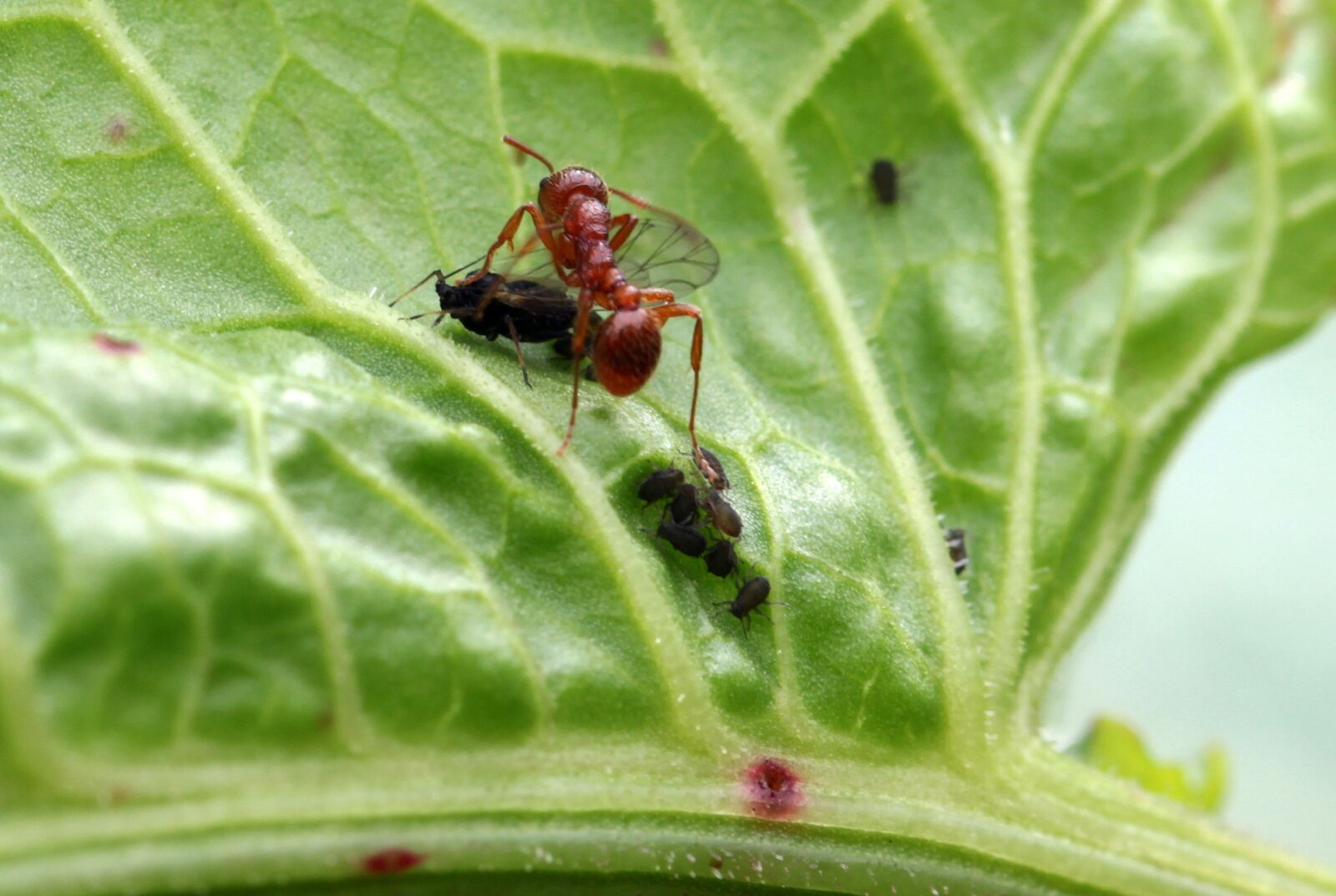 Canon EOS 650D (EOS Rebel T4i / EOS Kiss X6i) sample photo. Red garden ant, myrmica photography