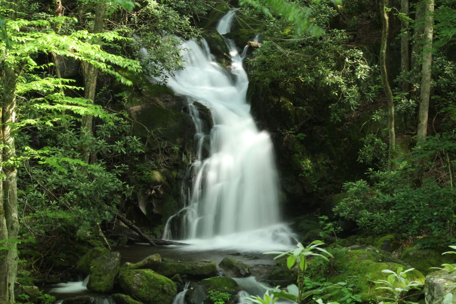 Canon EF-S 18-55mm F3.5-5.6 IS II sample photo. Beautiful, camping, crisp, forest photography