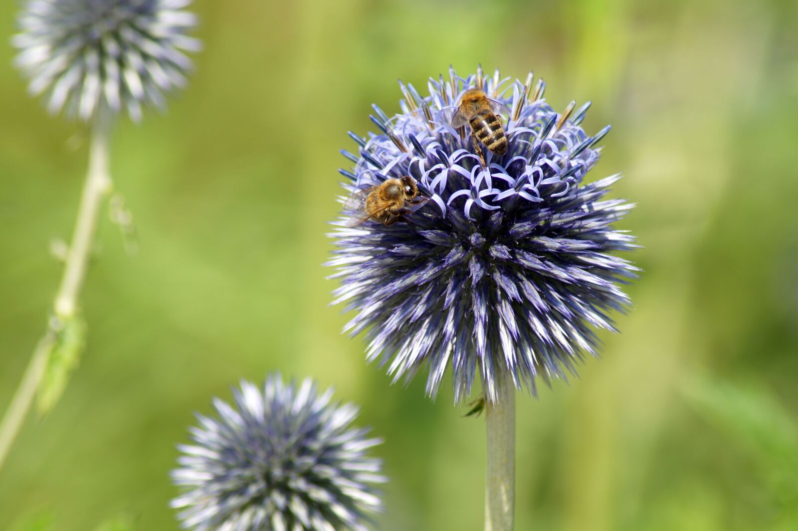 Sony SLT-A58 sample photo. Thistle, flower, ornamental onion photography