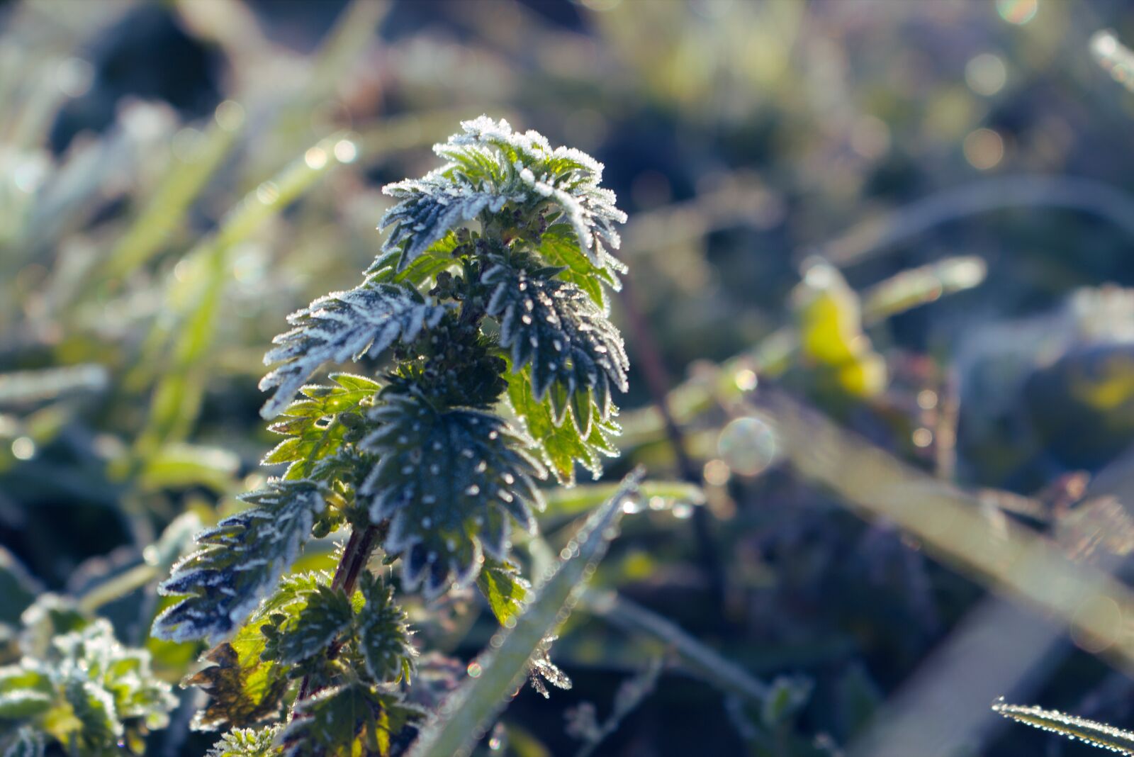 Canon EOS 70D + Canon EF-S 18-55mm F3.5-5.6 IS STM sample photo. Morning frost, frost, incomplete photography