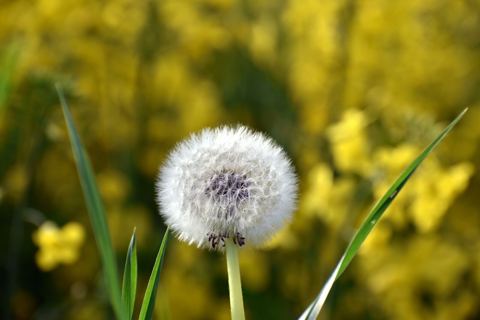 Nikon D3500 sample photo. Dandelion, blossom, bloom photography