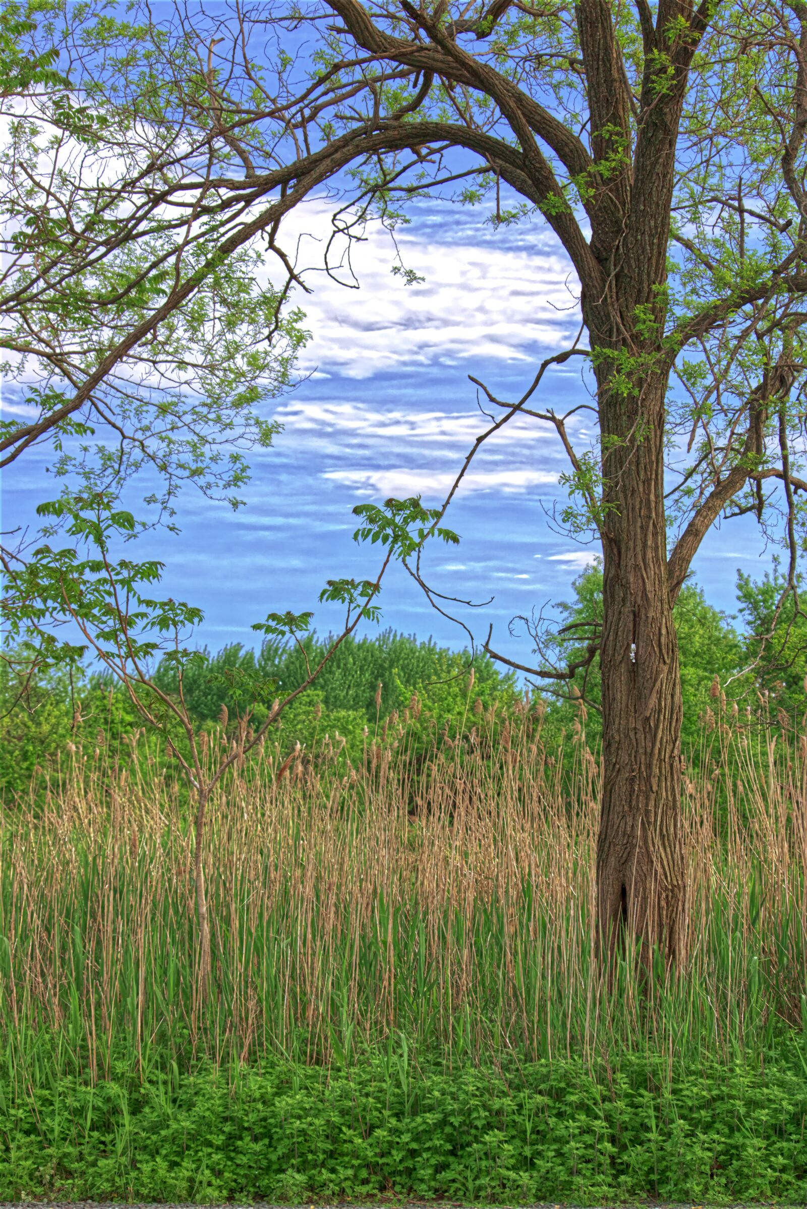 Canon EOS 750D (EOS Rebel T6i / EOS Kiss X8i) sample photo. Landscape, grassy field, tree photography