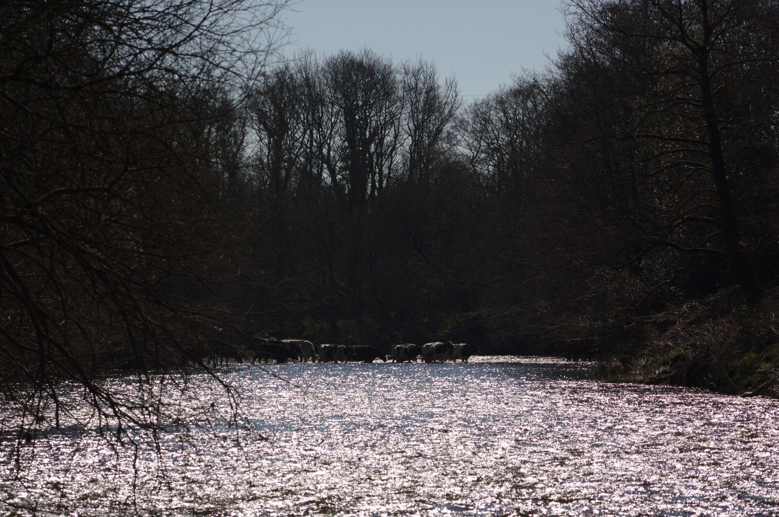 Canon EOS 50D sample photo. Cattle, river, water photography
