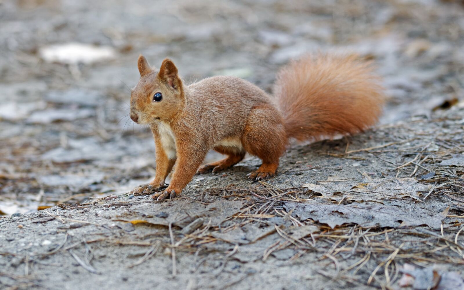 Nikon D5100 sample photo. Squirrel, pet, rodents photography
