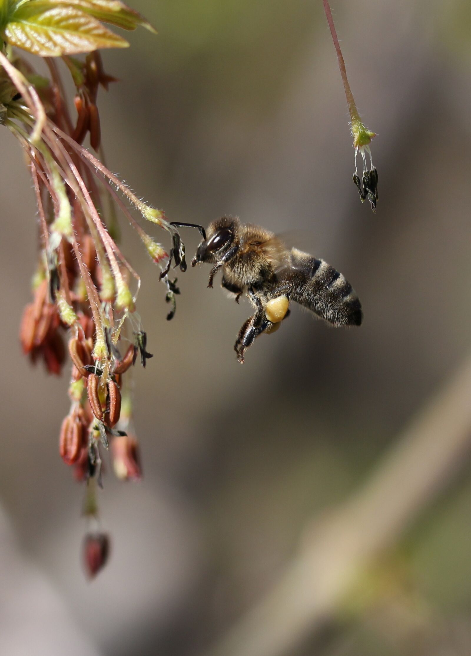 Canon EF-S 60mm F2.8 Macro USM sample photo. Bee, flight, pollination photography