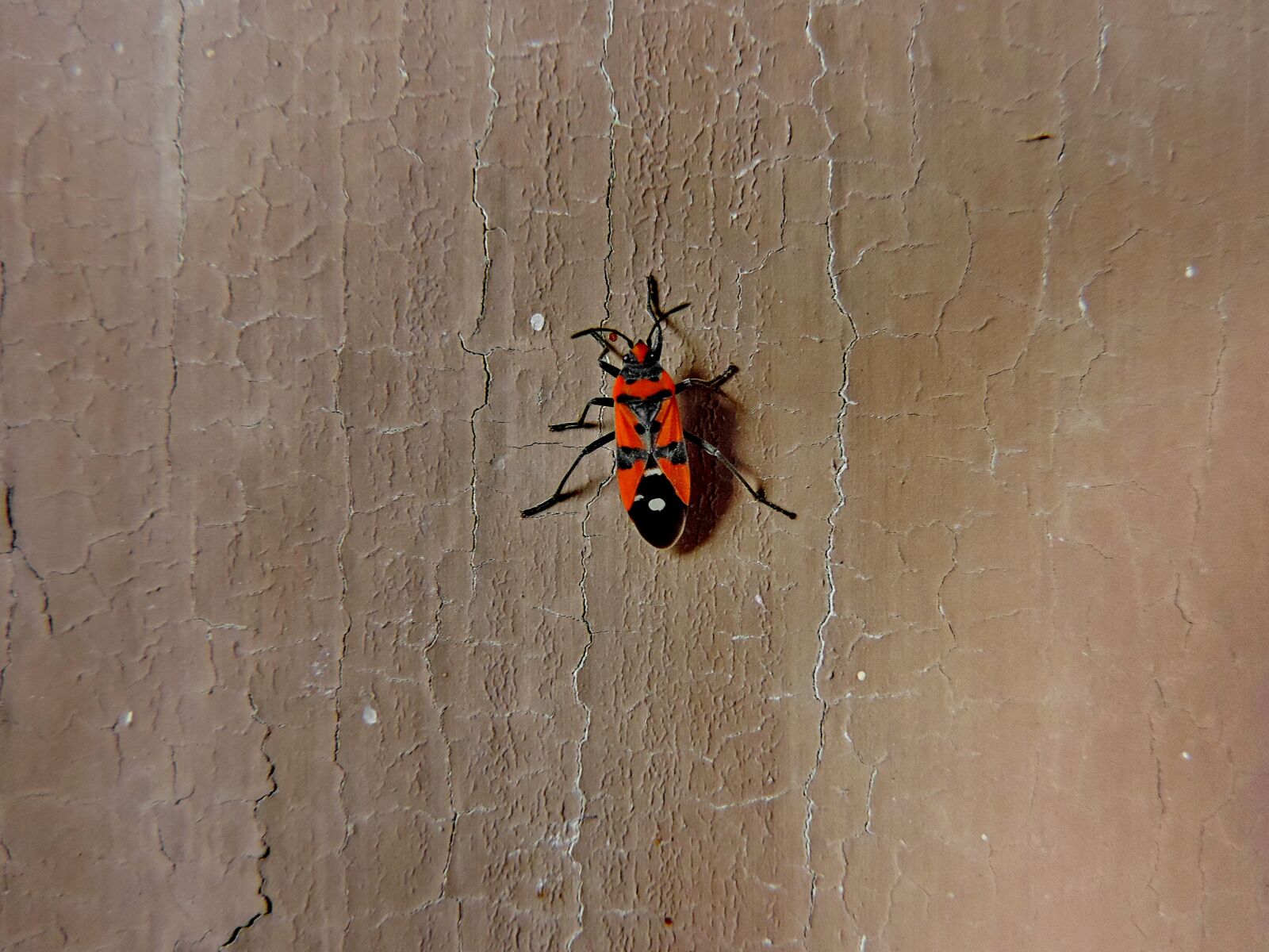 Nikon Coolpix P520 sample photo. Invertebrate, insect, arthropod, old photography