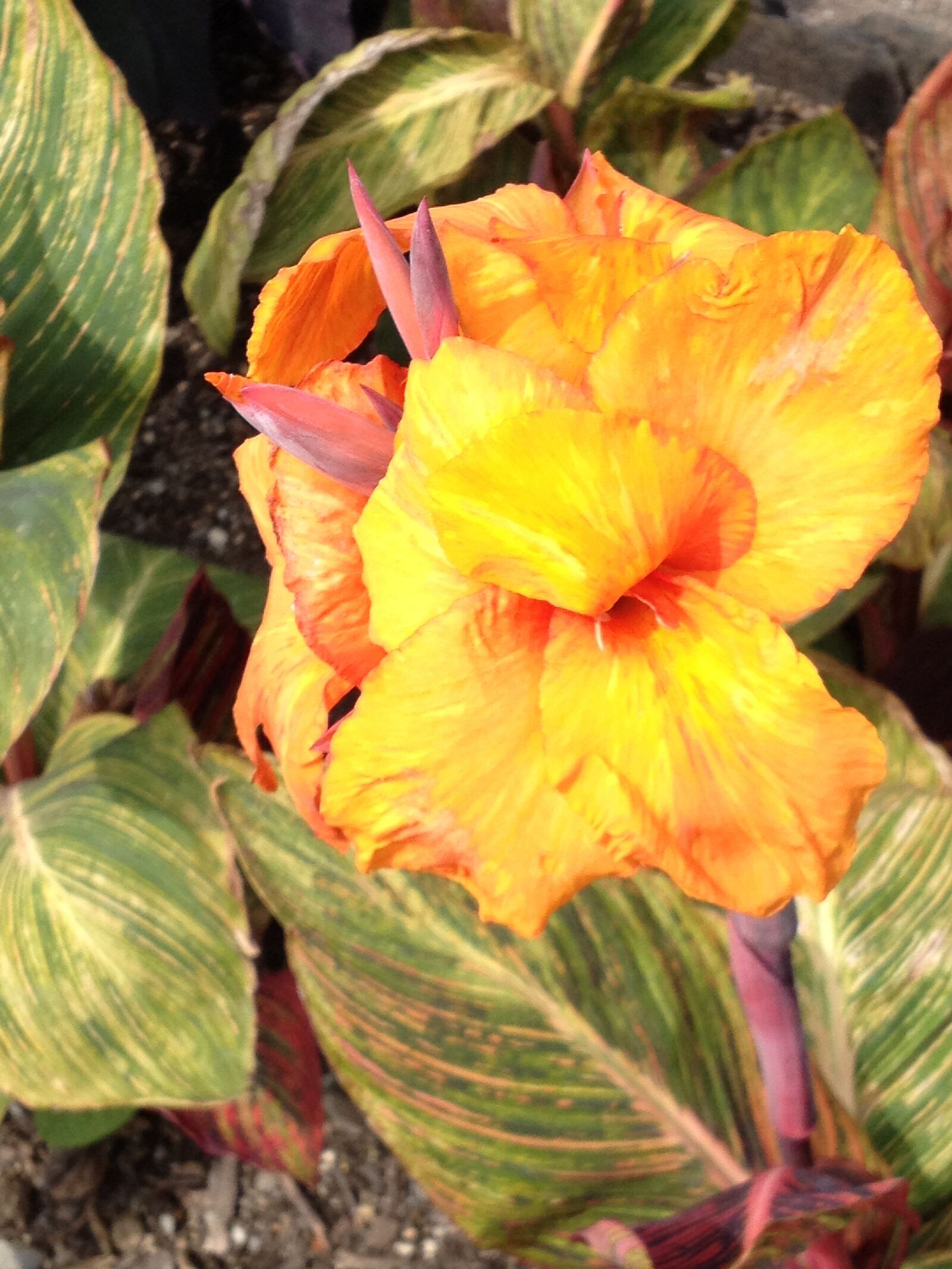 Apple iPhone 4S sample photo. Flowers, garden, botany photography
