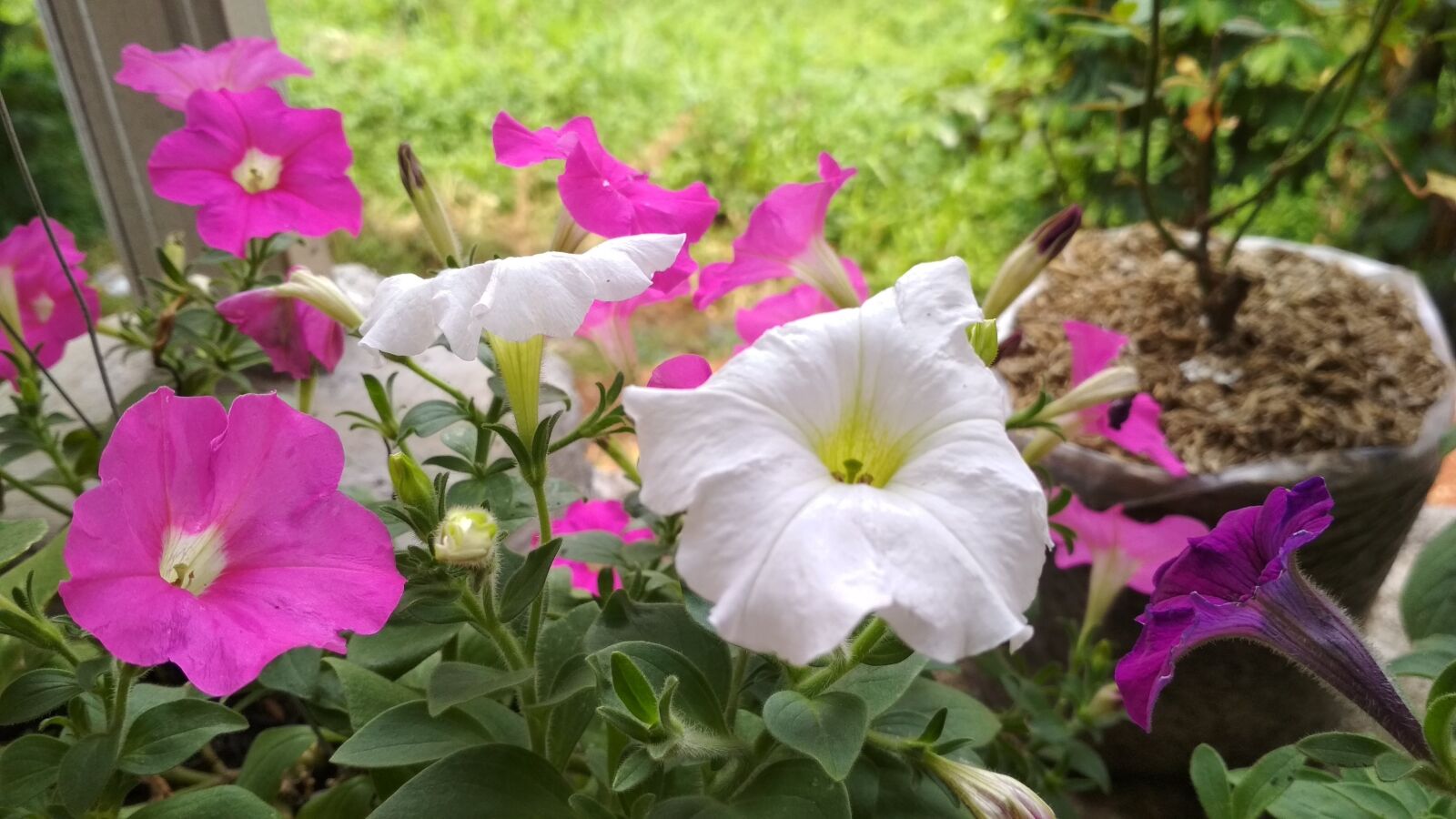 Xiaomi Redmi 4X sample photo. Flower, flora, plant photography