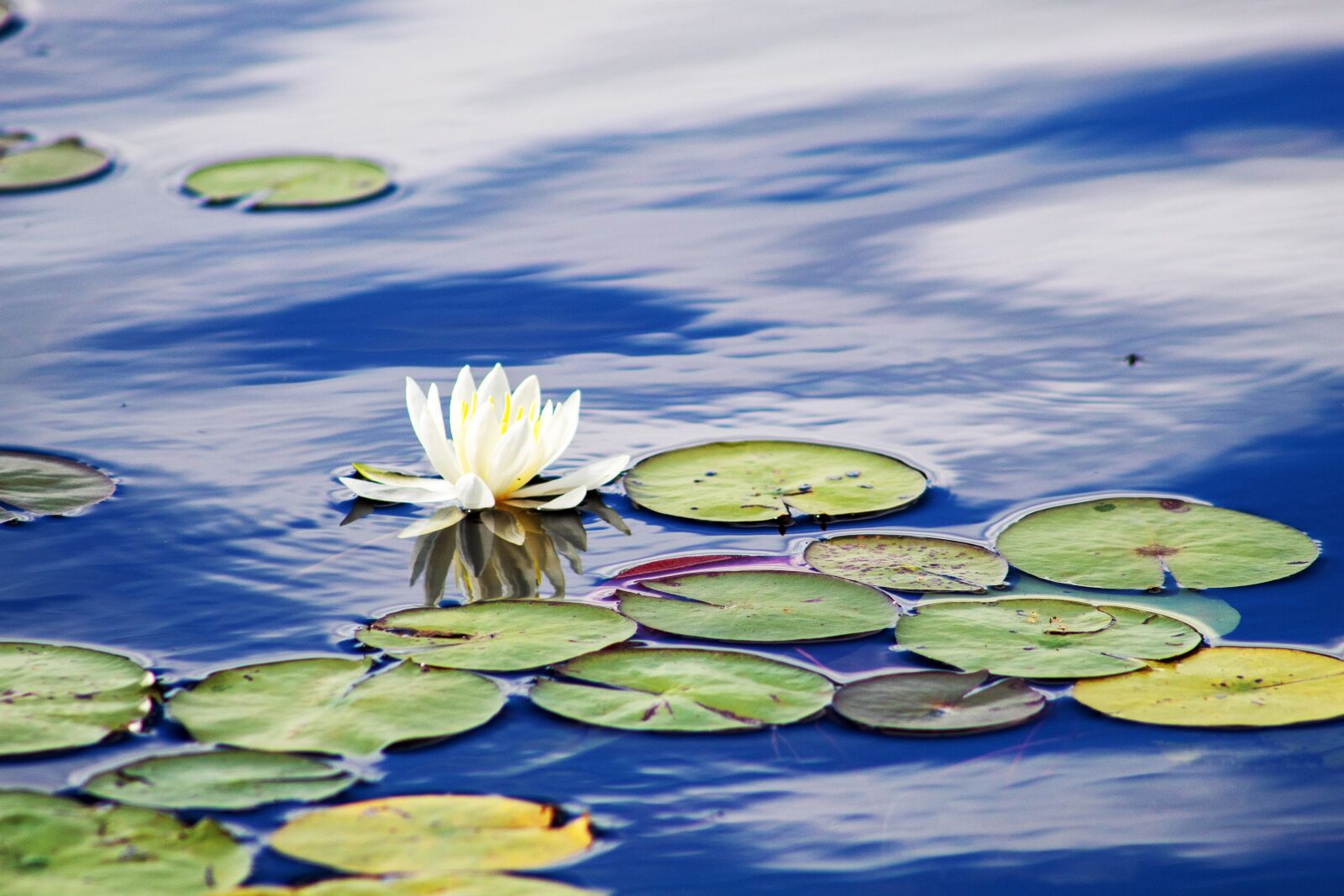 Canon EOS 1300D (EOS Rebel T6 / EOS Kiss X80) sample photo. Lilies, water, flower photography