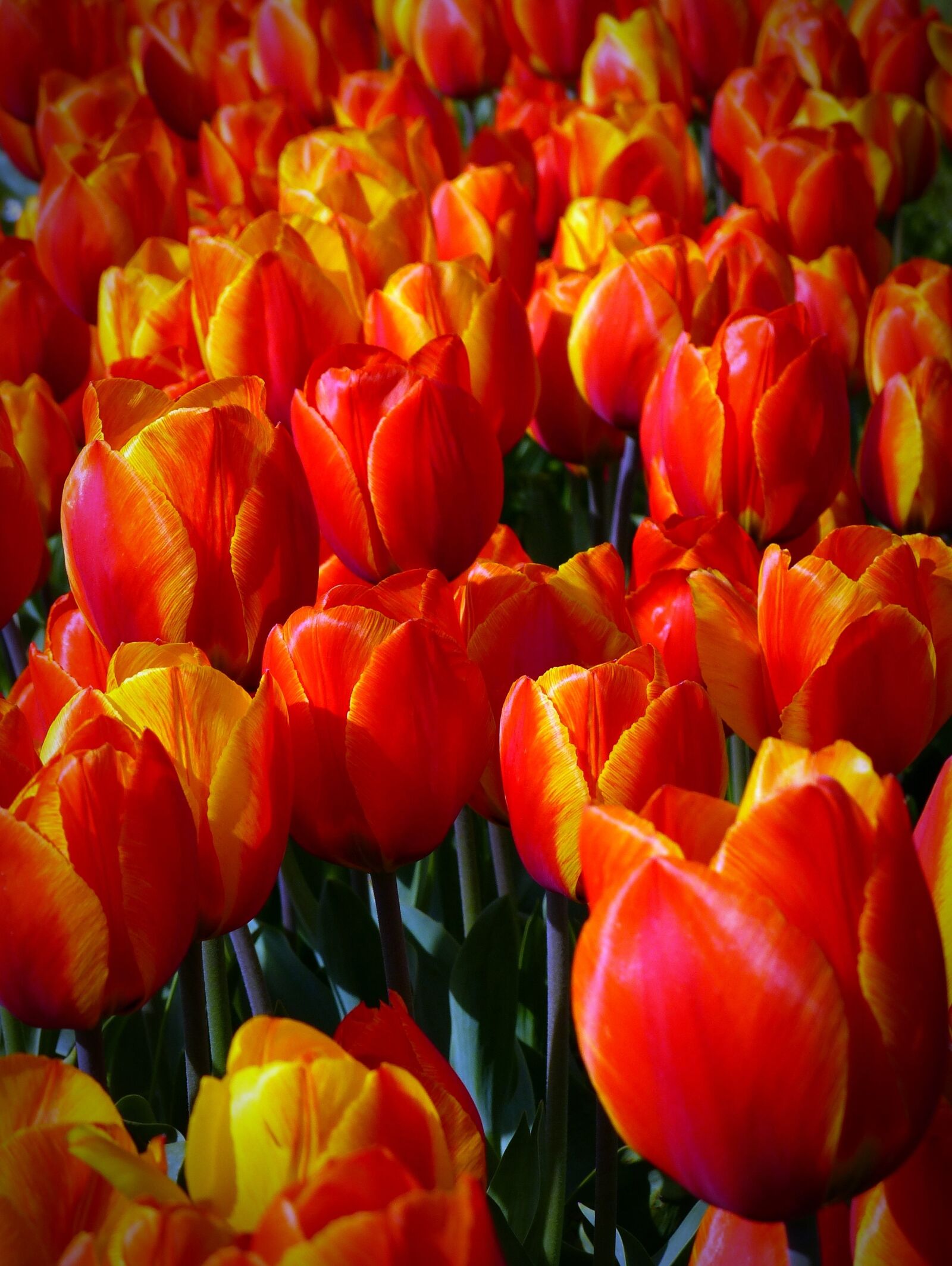 Panasonic Lumix DMC-FZ200 sample photo. Tulips, flowers, orange photography