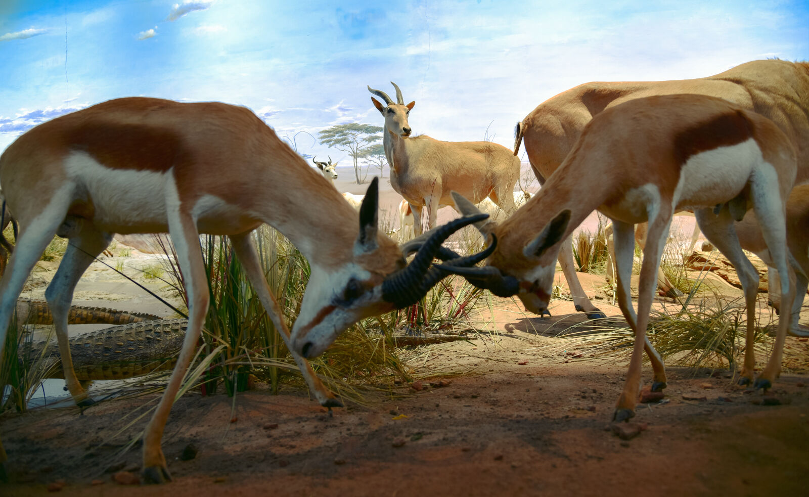 Nikon D750 sample photo. Reindeer photography