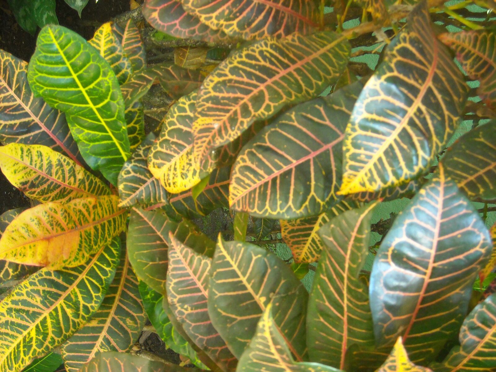 Nikon Coolpix L18 sample photo. Leaves, tropical, plant photography