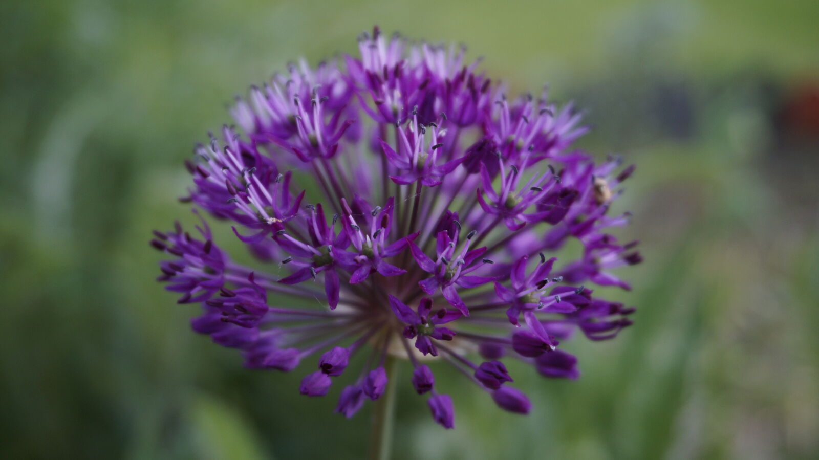 Sony Alpha NEX-5T sample photo
