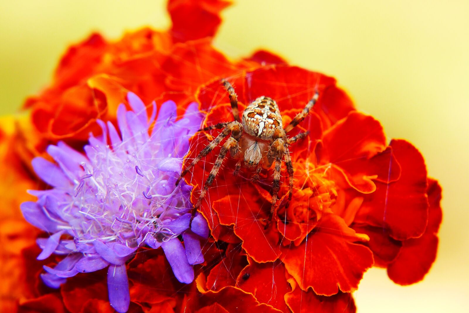Panasonic Lumix DMC-FZ200 sample photo. Crusader garden, spider, spider's photography