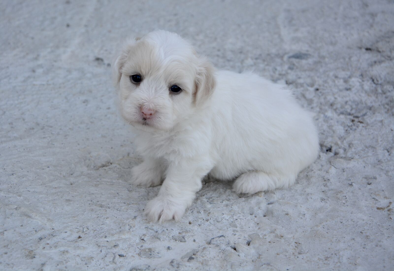 Nikon D5200 sample photo. Puppy, dog coton tulear photography