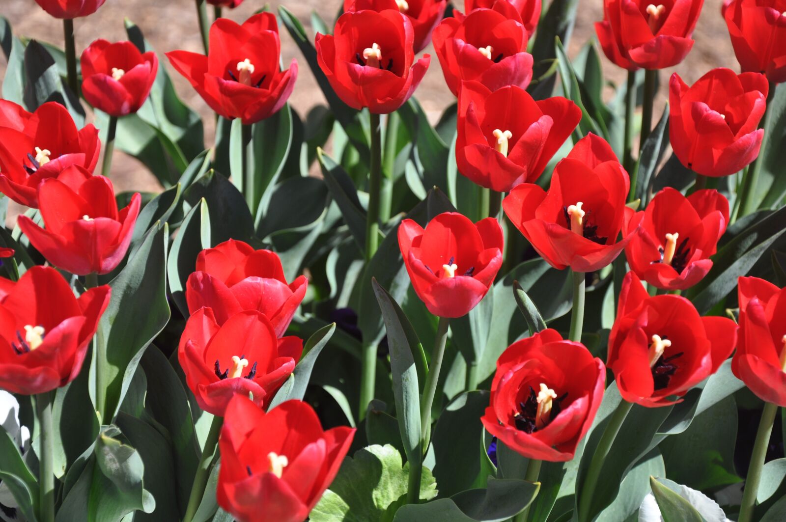 Nikon D90 sample photo. Flower, tulip, red photography
