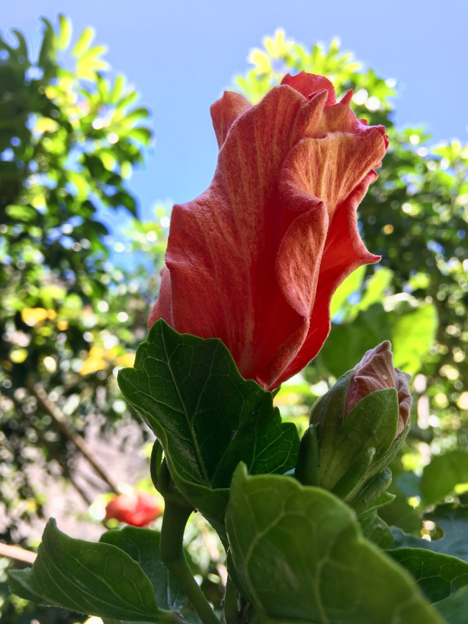 Apple iPhone 6s Plus sample photo. Pimpollo, hibiscus orange, flower photography