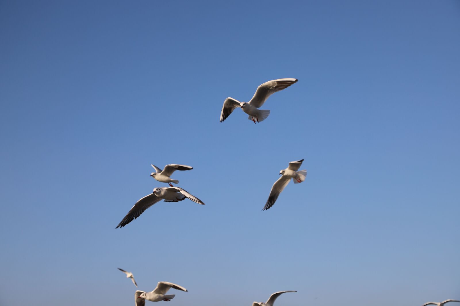 Canon EOS 6D Mark II sample photo. Seagull, birds, gulls photography