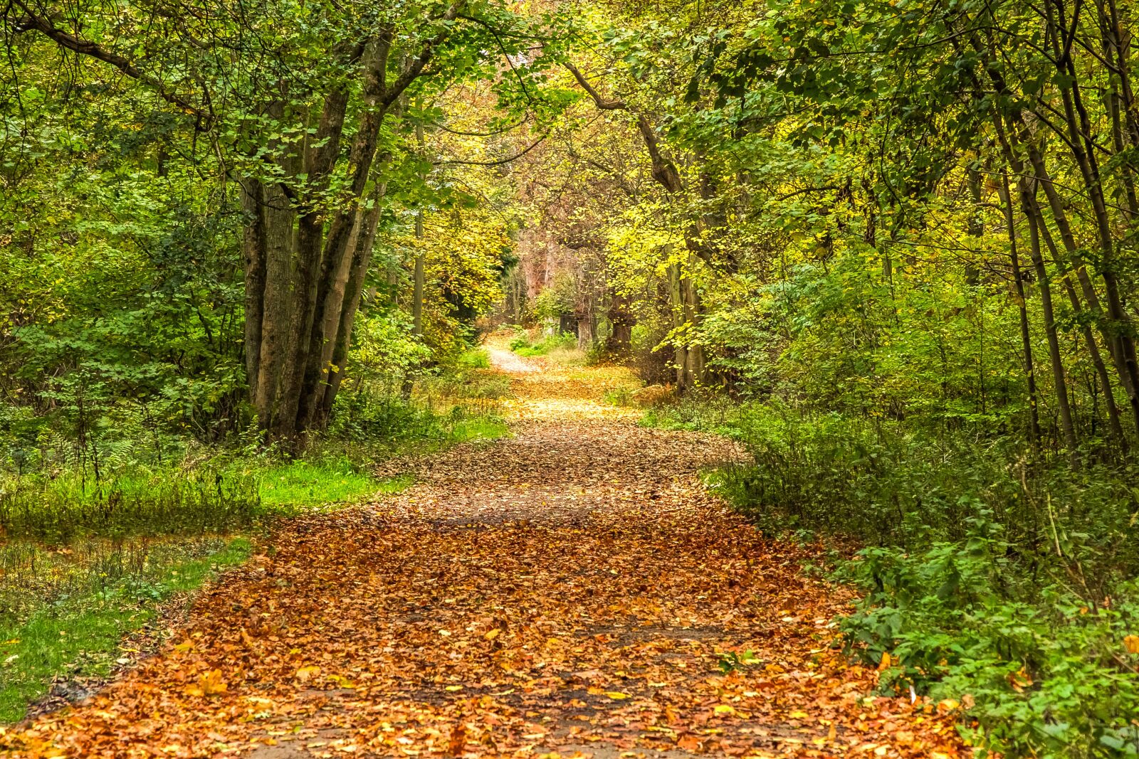 Canon EOS 60D sample photo. Autumn, forest, path photography