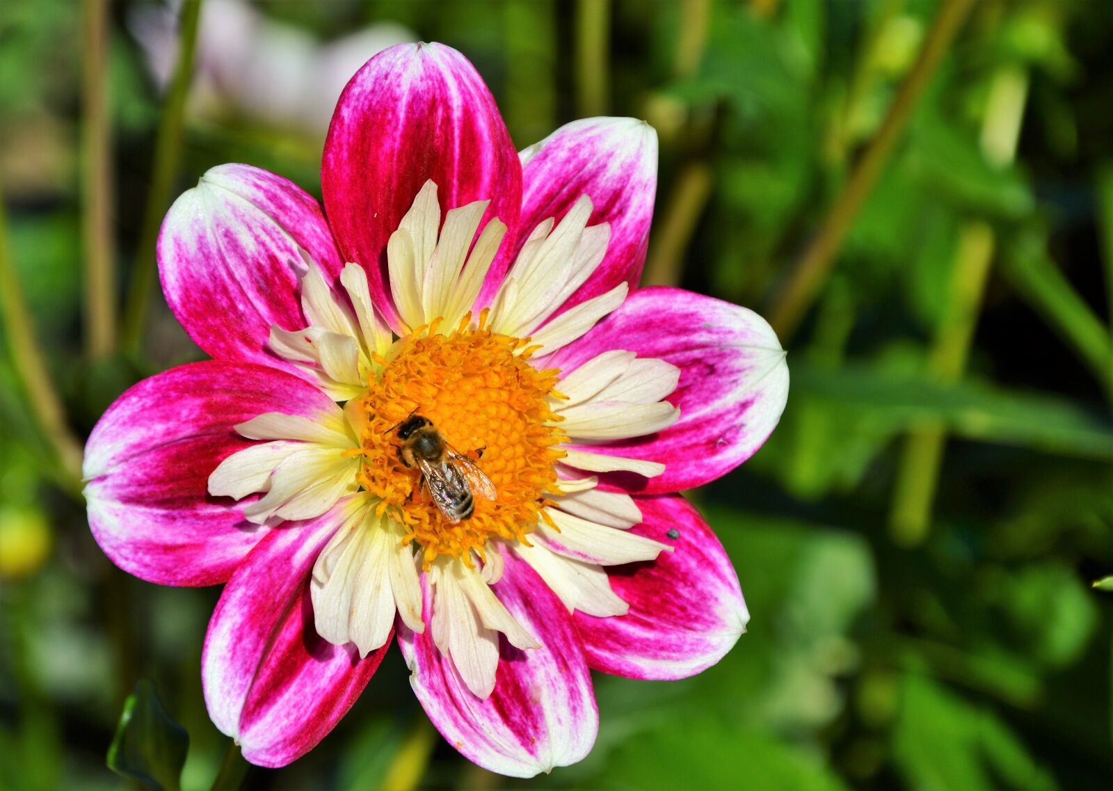 Nikon D3200 sample photo. Dahlia, dahlia flower, blossom photography