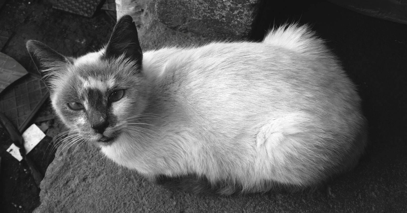 Nikon Coolpix B700 sample photo. Nice, mammalia, cat photography