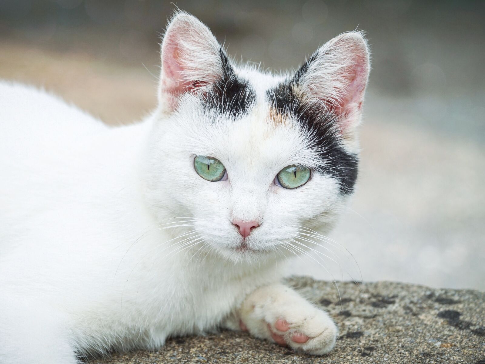 Sony Vario-Sonnar T* DT 16-80mm F3.5-4.5 ZA sample photo. Cat, eyes, pet photography