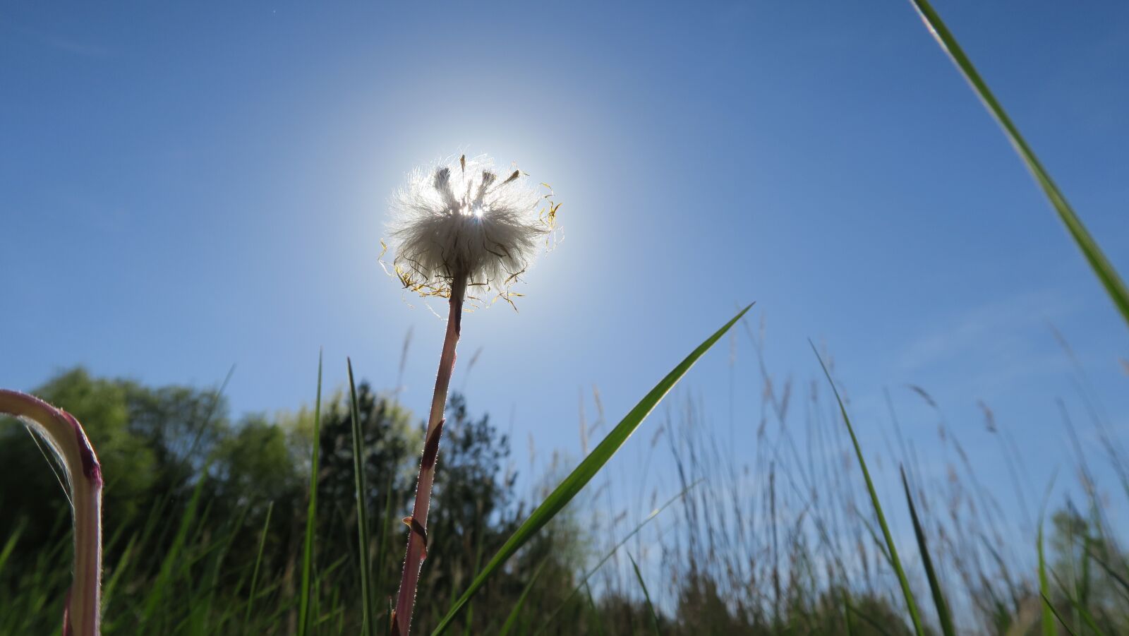 Canon PowerShot G5 X sample photo. Sun, flower, meadow photography
