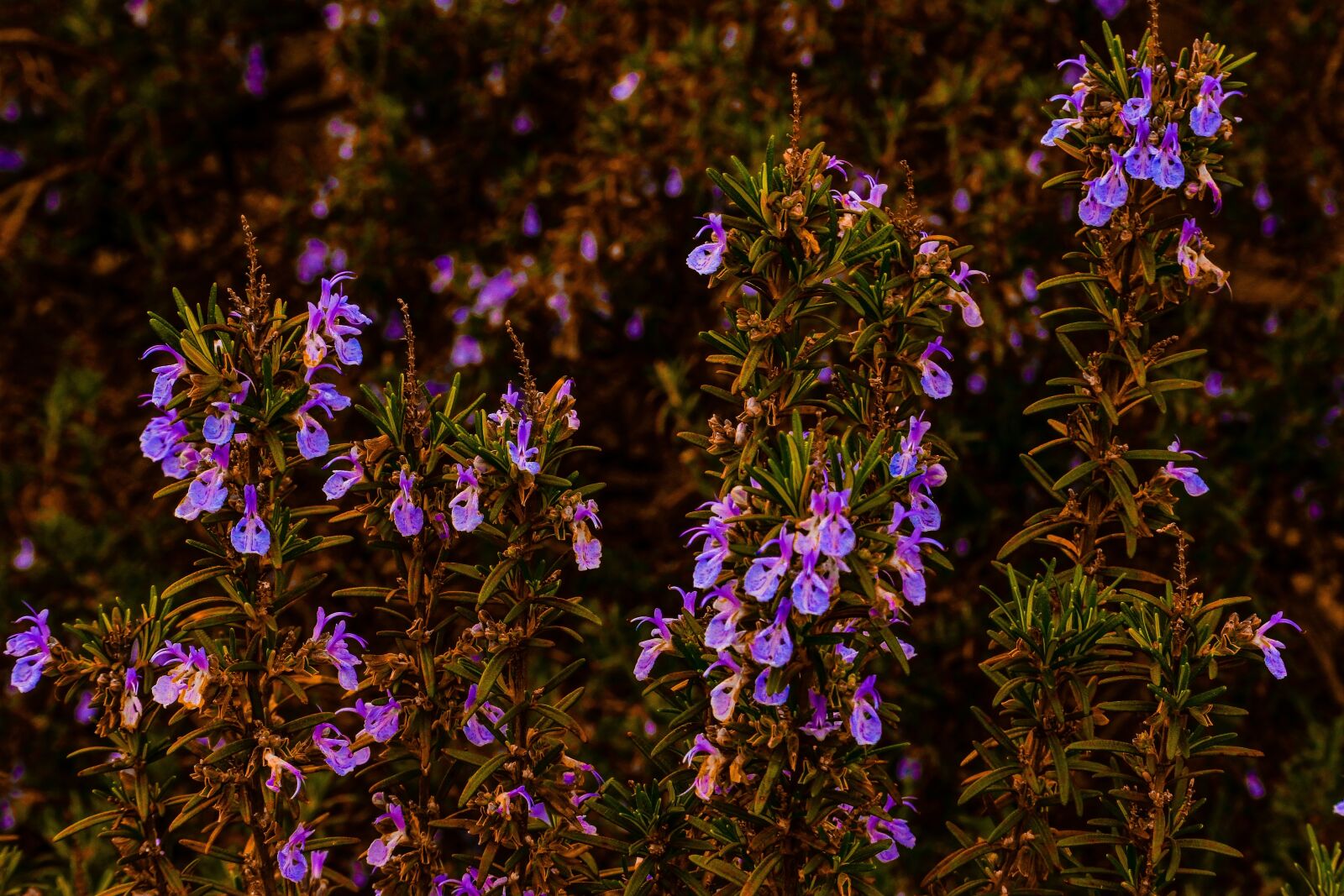 Nikon 1 Nikkor VR 30-110mm F3.8-5.6 sample photo. Rosemary, garden, herb photography