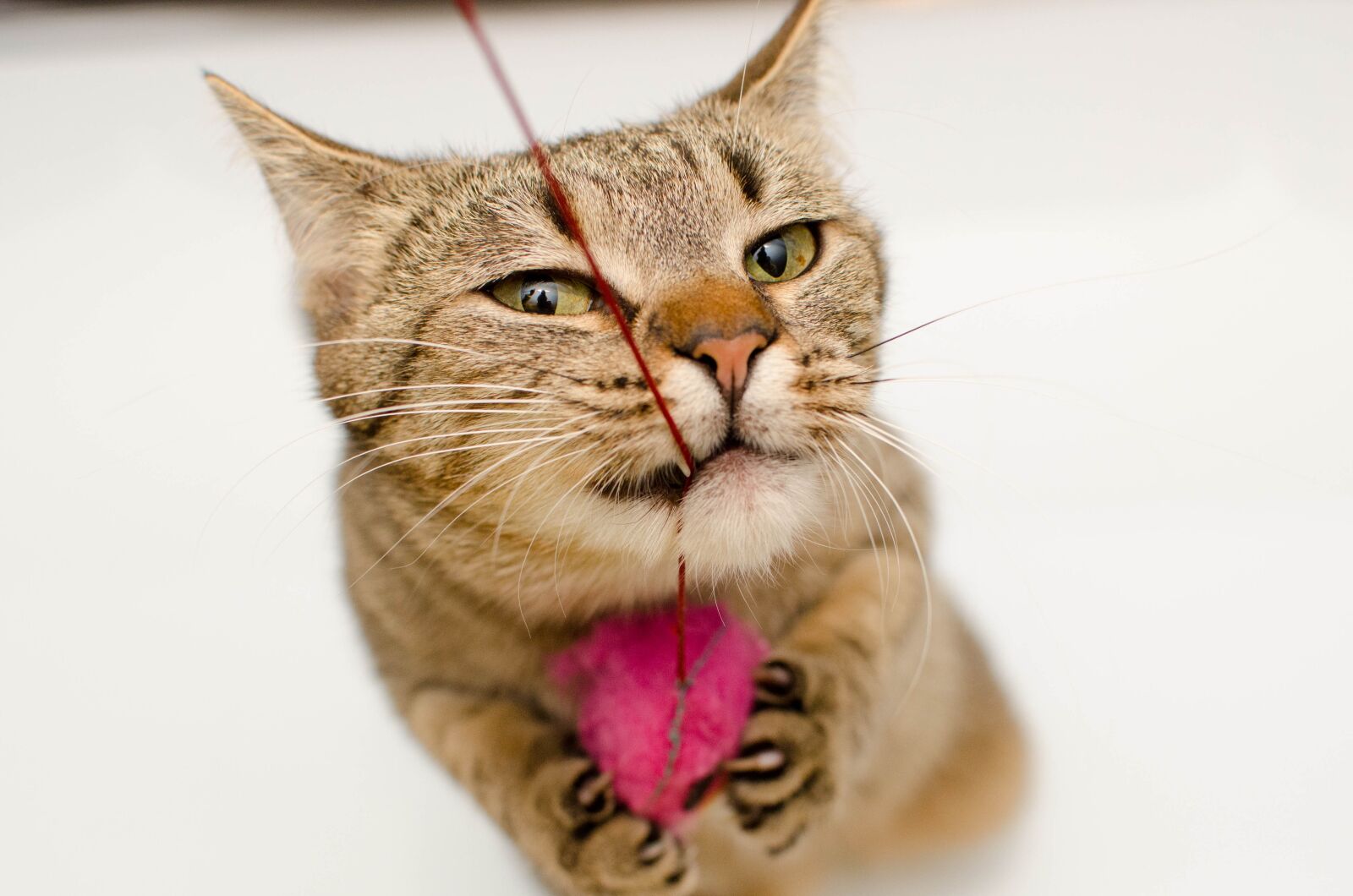 Nikon D7000 sample photo. Cat, bury cat, tabby photography