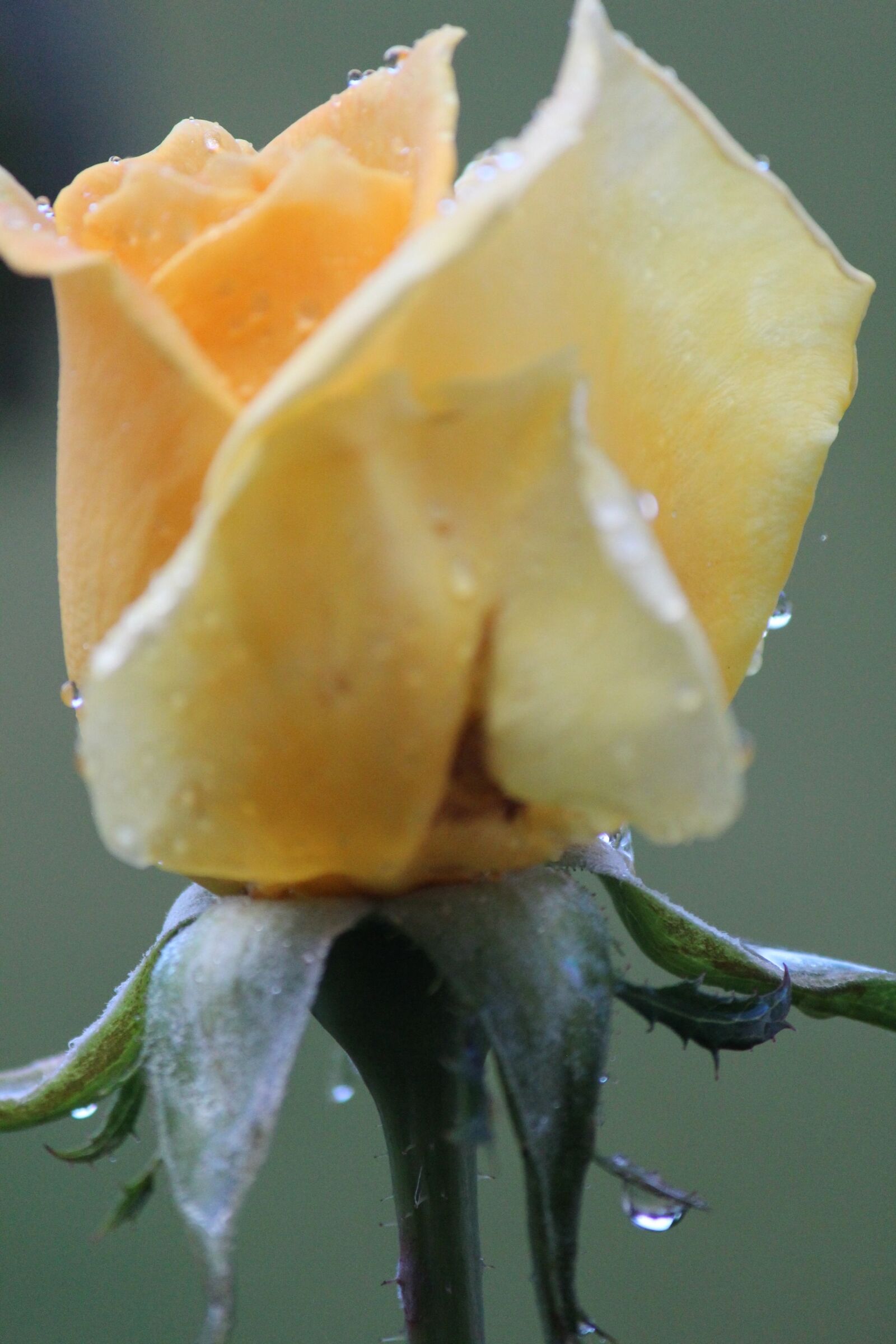Canon EOS 600D (Rebel EOS T3i / EOS Kiss X5) sample photo. Close, up, of, water photography