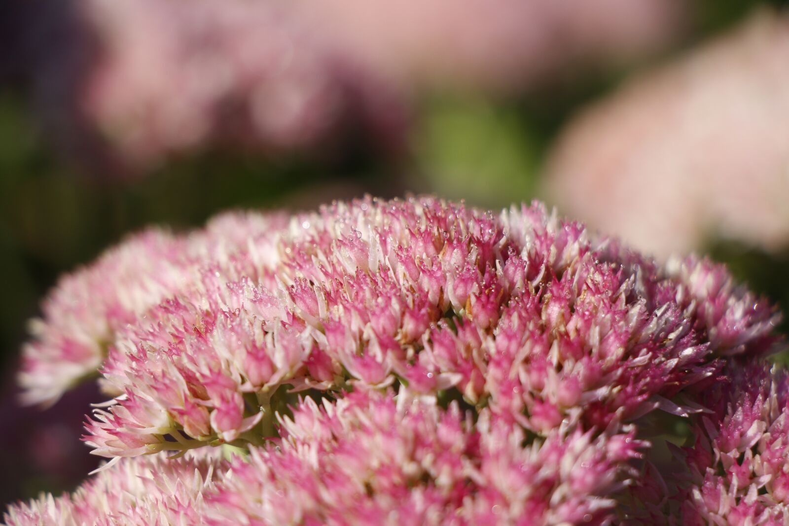 Canon EOS 650D (EOS Rebel T4i / EOS Kiss X6i) sample photo. Pink, bunch, spring photography