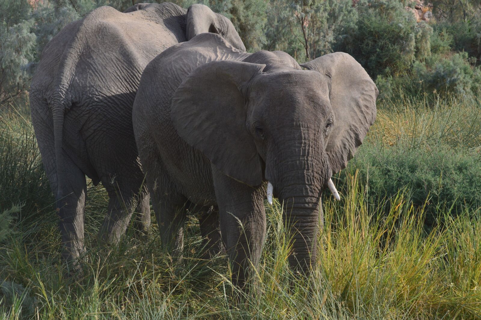 Nikon D3200 sample photo. Namibia, elephant, africa photography