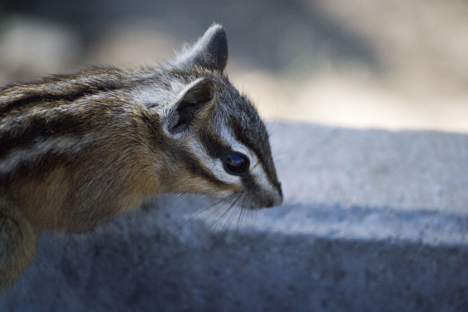 Nikon D3100 sample photo. Chipmunk, squirrel, mammal photography