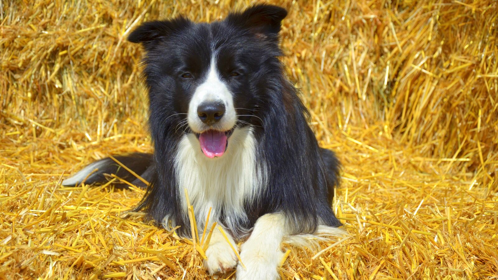 Nikon D5100 sample photo. Dog, border, british sheepdog photography