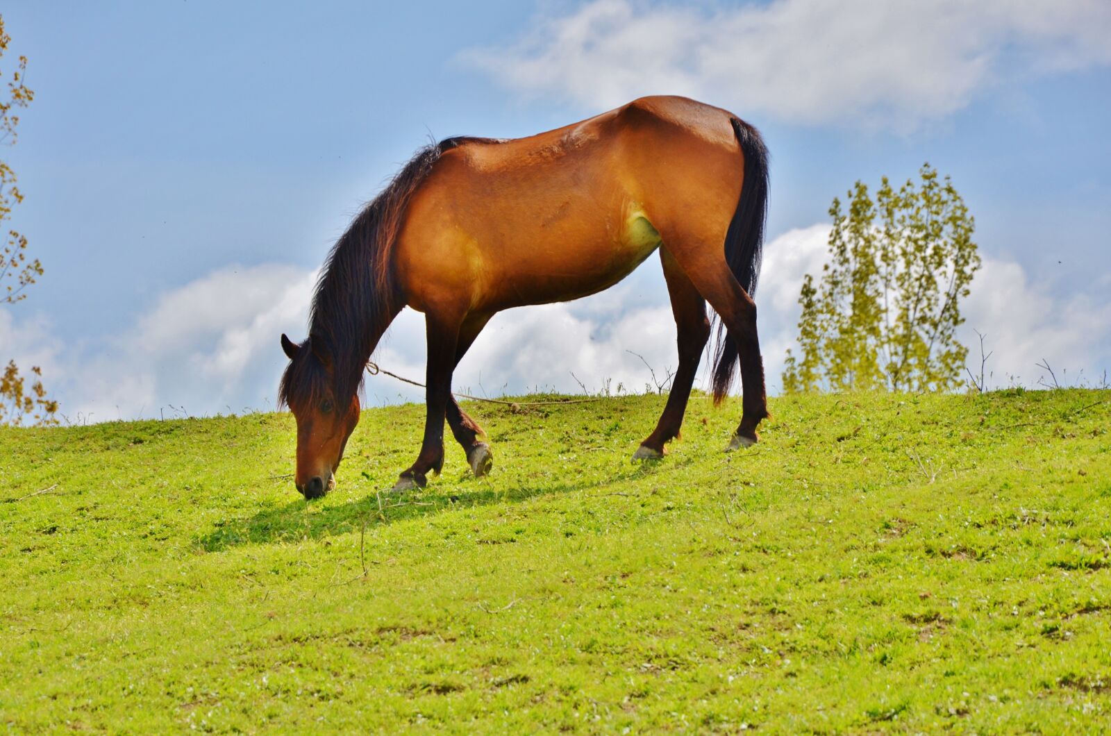 Nikon D7000 sample photo. Horses, animal, mammal photography
