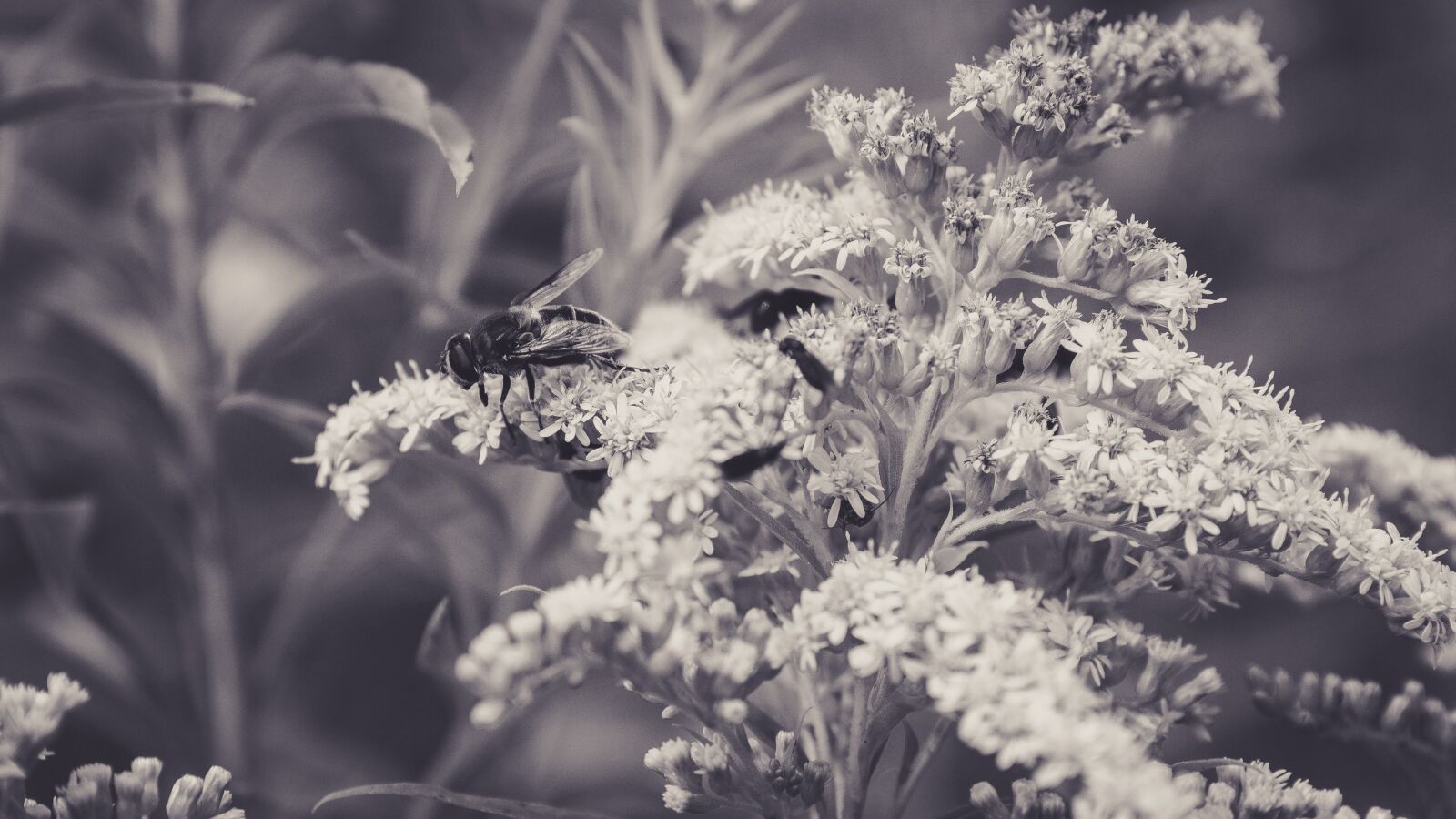 Canon EOS 650D (EOS Rebel T4i / EOS Kiss X6i) sample photo. Blossom, bloom, fly photography