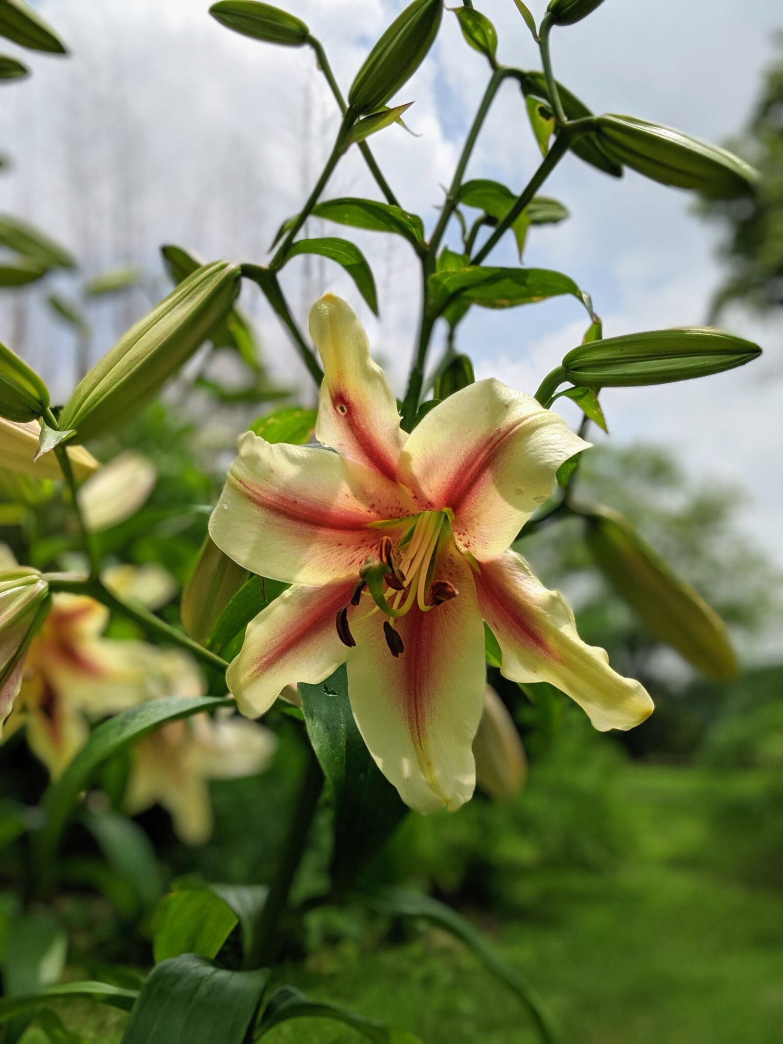 Google Pixel 2 XL sample photo. Bloom, nature, blossom photography