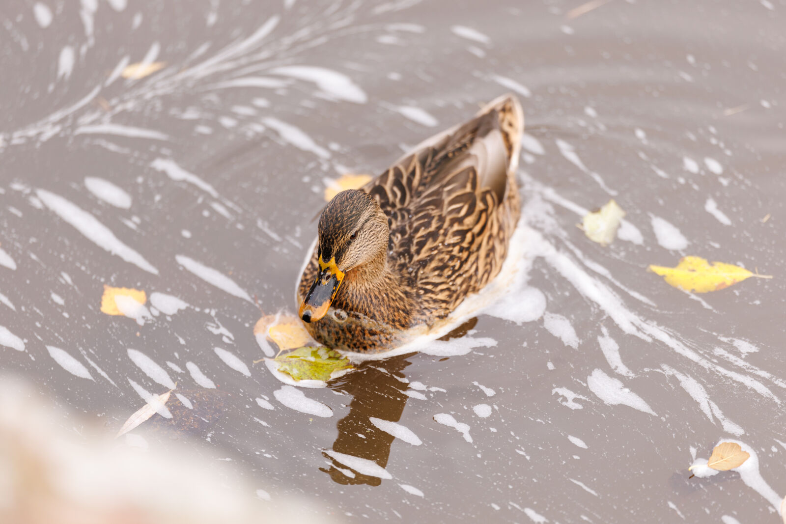 Canon EOS R1 sample photo. Curious duck photography