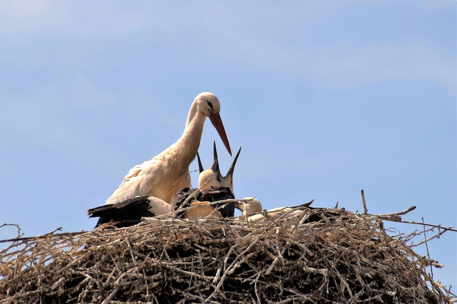 Sony SLT-A58 sample photo. Stork, nest, feeding photography